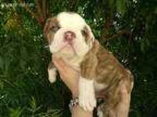 Bulldog Puppy for sale in Yucca Valley, CA, USA