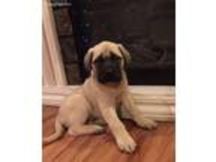 Mastiff Puppy for sale in Jefferson, OH, USA