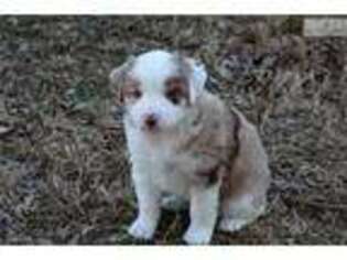 Miniature Australian Shepherd Puppy for sale in Clarksville, TN, USA