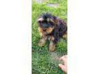 Yorkshire Terrier Puppy for sale in Odessa, MO, USA