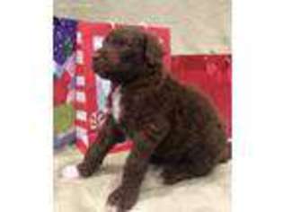 Goldendoodle Puppy for sale in Auburn, IN, USA