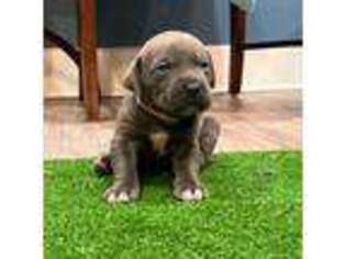 Cane Corso Puppy for sale in Marion, NC, USA