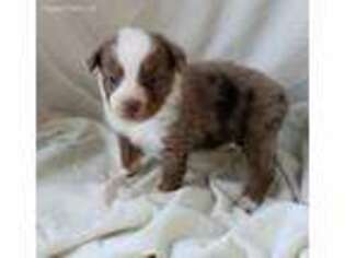 Miniature Australian Shepherd Puppy for sale in Smithton, MO, USA