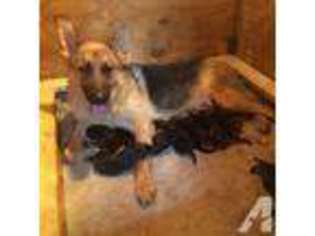 German Shepherd Dog Puppy for sale in SPENCERPORT, NY, USA