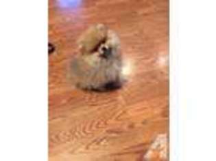 Pomeranian Puppy for sale in ENCINO, CA, USA