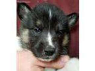 Siberian Husky Puppy for sale in Aurora, OH, USA
