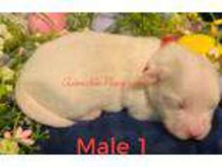 Maltese Puppy for sale in Athens, AL, USA