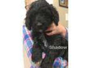 Saint Berdoodle Puppy for sale in Snohomish, WA, USA