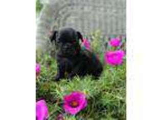 Frenchie Pug Puppy for sale in Susquehanna, PA, USA