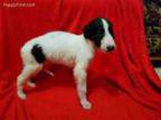 Borzoi Puppy for sale in Rock Rapids, IA, USA