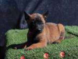 Belgian Malinois Puppy for sale in Palmdale, CA, USA