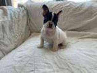 French Bulldog Puppy for sale in Arlington Heights, IL, USA
