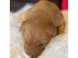 Golden Retriever Puppy for sale in Orlando, FL, USA