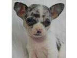 Chihuahua Puppy for sale in Monroe, IA, USA
