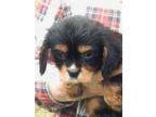 Cavalier King Charles Spaniel Puppy for sale in Crestview, FL, USA