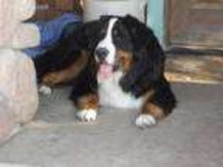 Bernese Mountain Dog Puppy for sale in Tiskilwa, IL, USA