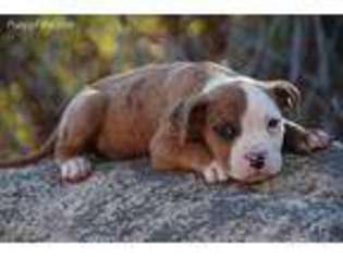 Alapaha Blue Blood Bulldog Puppy for sale in San Diego, CA, USA