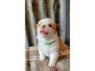 Pembroke Welsh Corgi Puppy for sale in Lake Charles, LA, USA