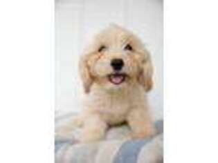 Cavachon Puppy for sale in Nashville, TN, USA