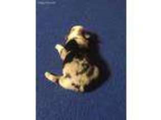 Pembroke Welsh Corgi Puppy for sale in Como, TX, USA