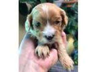 Cavapoo Puppy for sale in San Diego, CA, USA
