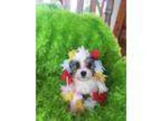 Havanese Puppy for sale in Amity, MO, USA