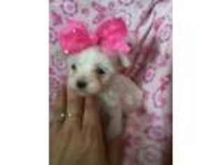 Maltese Puppy for sale in Angola, IN, USA