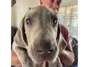 Doberman Pinscher Puppy for sale in Houston, TX, USA