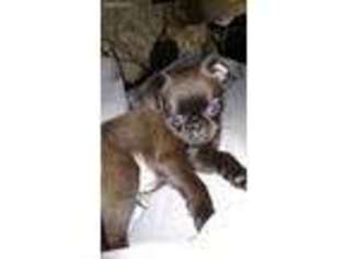 Brussels Griffon Puppy for sale in Acme, WA, USA