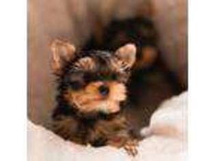 Yorkshire Terrier Puppy for sale in Midvale, UT, USA