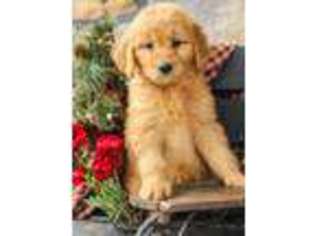 Goldendoodle Puppy for sale in Fairfax, VA, USA