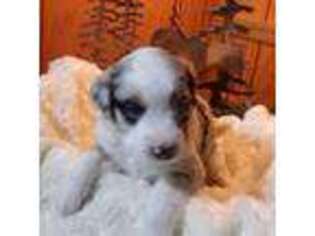 Australian Shepherd Puppy for sale in Mountain Home, ID, USA