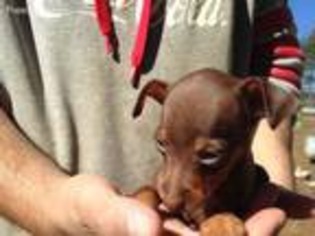 Miniature Pinscher Puppy for sale in Brookhaven, MS, USA