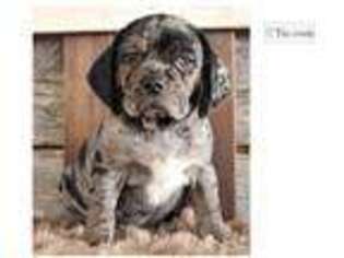 Puggle Puppy for sale in Springfield, MO, USA