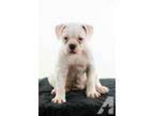 American Bulldog Puppy for sale in SAN ANTONIO, TX, USA