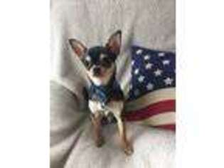Chihuahua Puppy for sale in Rochester, MI, USA