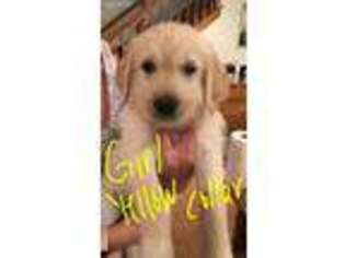 Labradoodle Puppy for sale in Wisconsin Rapids, WI, USA