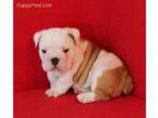 Bulldog Puppy for sale in Atmore, AL, USA