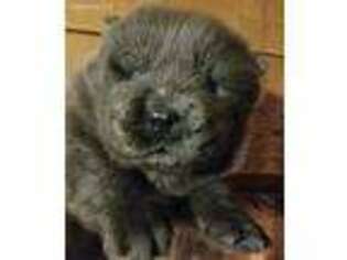 Chow Chow Puppy for sale in Hulbert, OK, USA