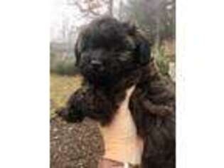 Shih-Poo Puppy for sale in Groveland, IL, USA