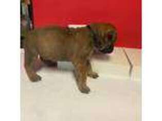Boerboel Puppy for sale in Lithia Springs, GA, USA