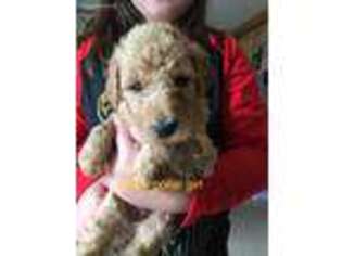 Labradoodle Puppy for sale in Cheraw, SC, USA