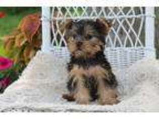 Yorkshire Terrier Puppy for sale in Riceville, IA, USA