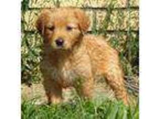 Golden Retriever Puppy for sale in Crete, IL, USA