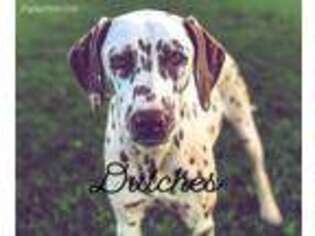 Dalmatian Puppy for sale in Cookeville, TN, USA