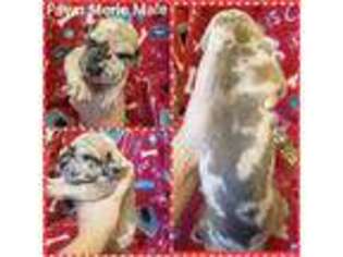 Great Dane Puppy for sale in Grantsville, UT, USA