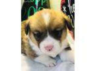 Pembroke Welsh Corgi Puppy for sale in Akron, CO, USA