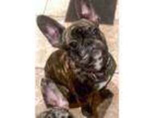 French Bulldog Puppy for sale in Willmar, MN, USA