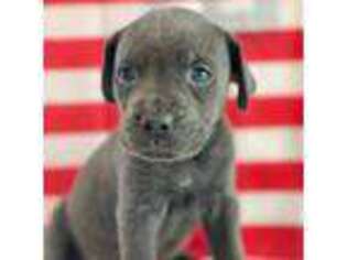 Cane Corso Puppy for sale in Lodi, CA, USA