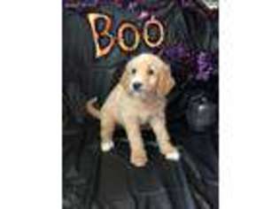 Goldendoodle Puppy for sale in Neodesha, KS, USA